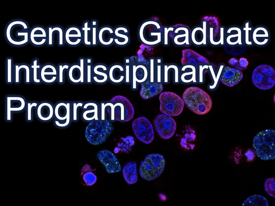 Genetics Graduate Interdisciplinary Program written over a microscope image of cells